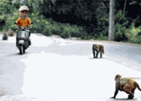 一群猴子抢摩托车