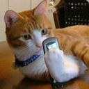 猫咪玩手机