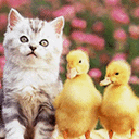 小猫和小鸭