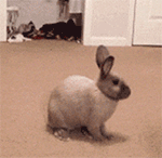 哎呀妈呀，怎么多了一只兔子……