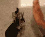 猫咪跟主人玩拍手