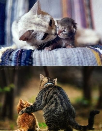 小猫父爱与母爱的区别