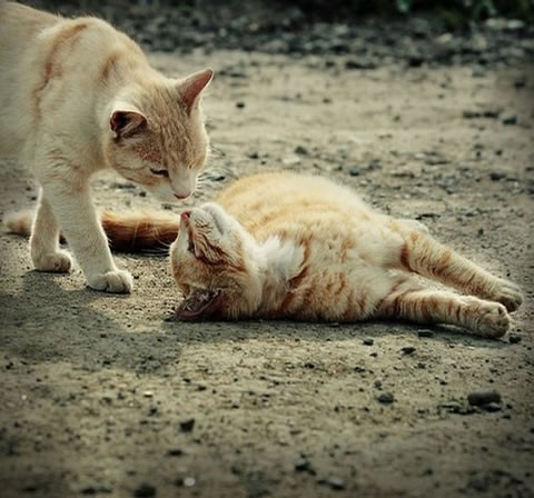 两只亲密无间的猫猫