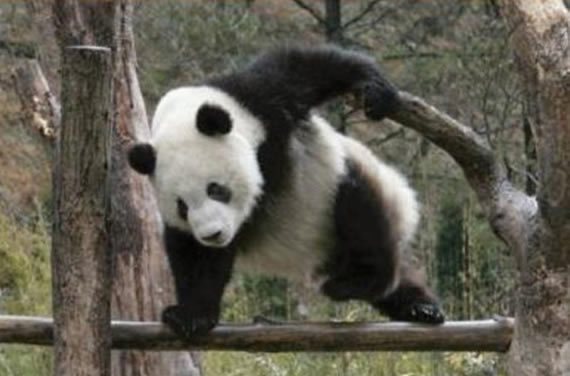熊猫威猛，单爪过栏