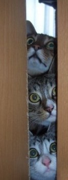 三只藏在门缝里偷窥的小猫