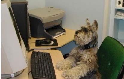 狗狗在电脑前上网