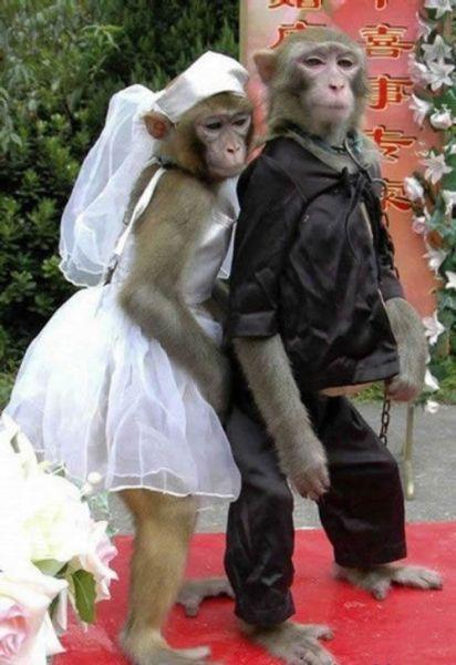 两只结婚的猴子