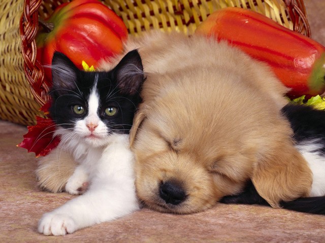 小狗爬在猫背上睡觉