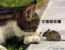 老鼠想与小猫交朋友