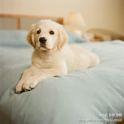 爬在床上的萌狗狗