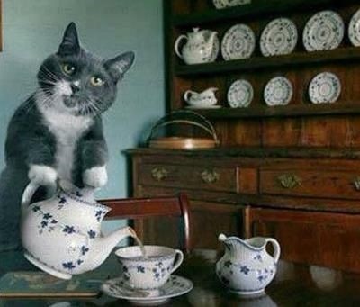 猫咪给你倒茶，喝吧