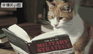 专心看书的猫咪，能看懂吗