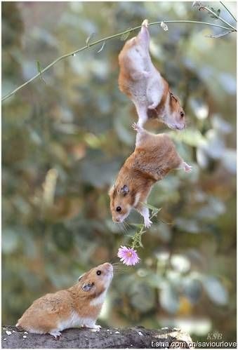 动物也玩浪漫送花