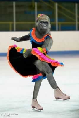 滑冰场上的猩猩