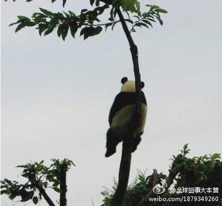 坐在树上的熊猫，心情很郁闷
