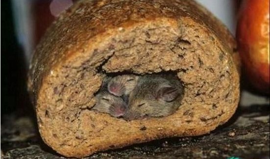 躺在面包里面的老鼠