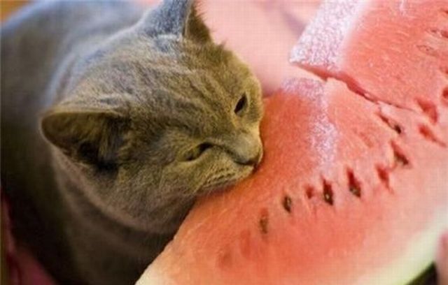 猫猫也爱吃西瓜