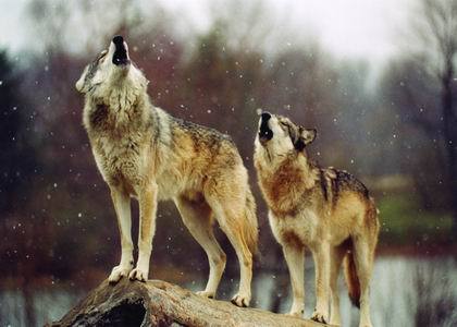 两只吼叫的狼