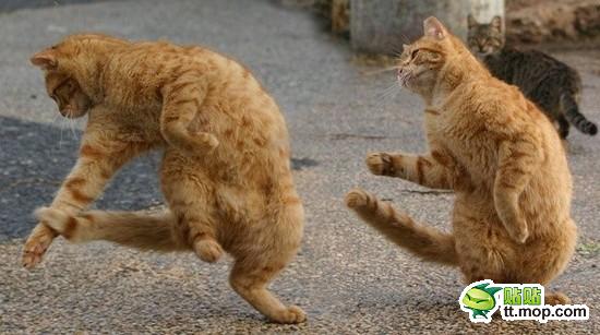 两只跳舞的猫猫