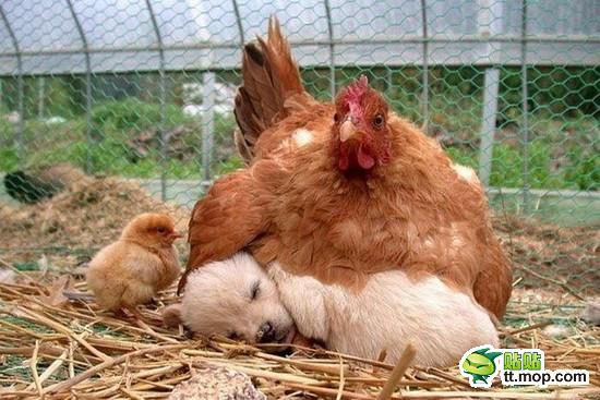 睡在母鸡怀里的小狗