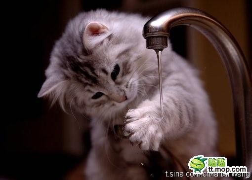 猫咪在水龙头前洗爪子