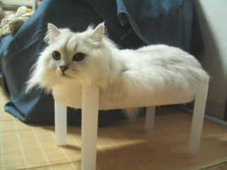 看在桌子上的白猫
