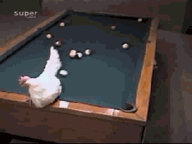 母鸡用蛋打台球